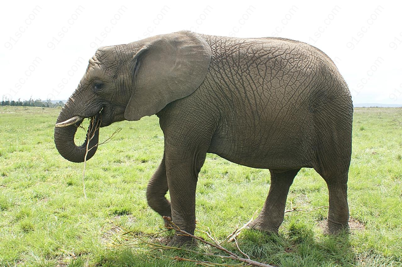 南非大象摄影图片动物图片