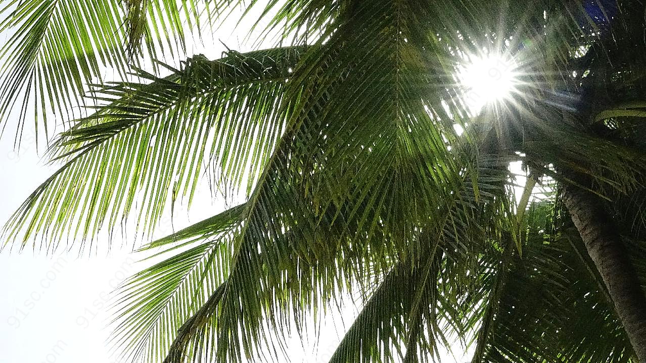 阳光照射棕榈树图片景观