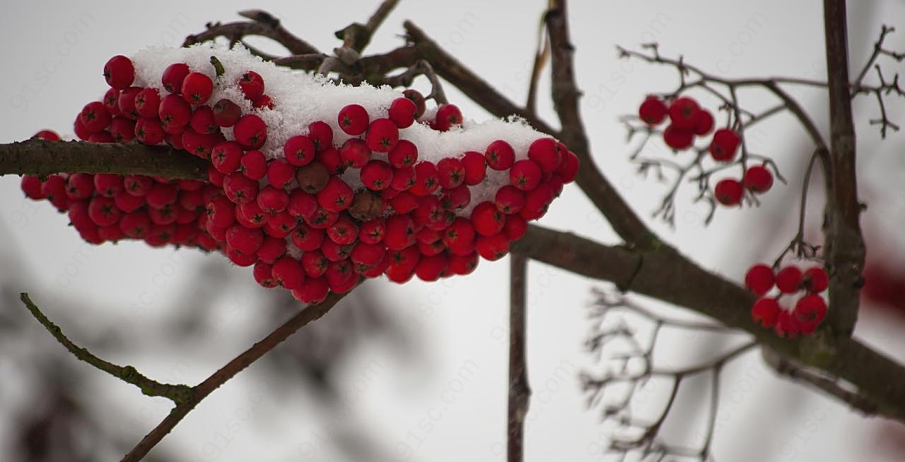 冬天红浆果图片摄影