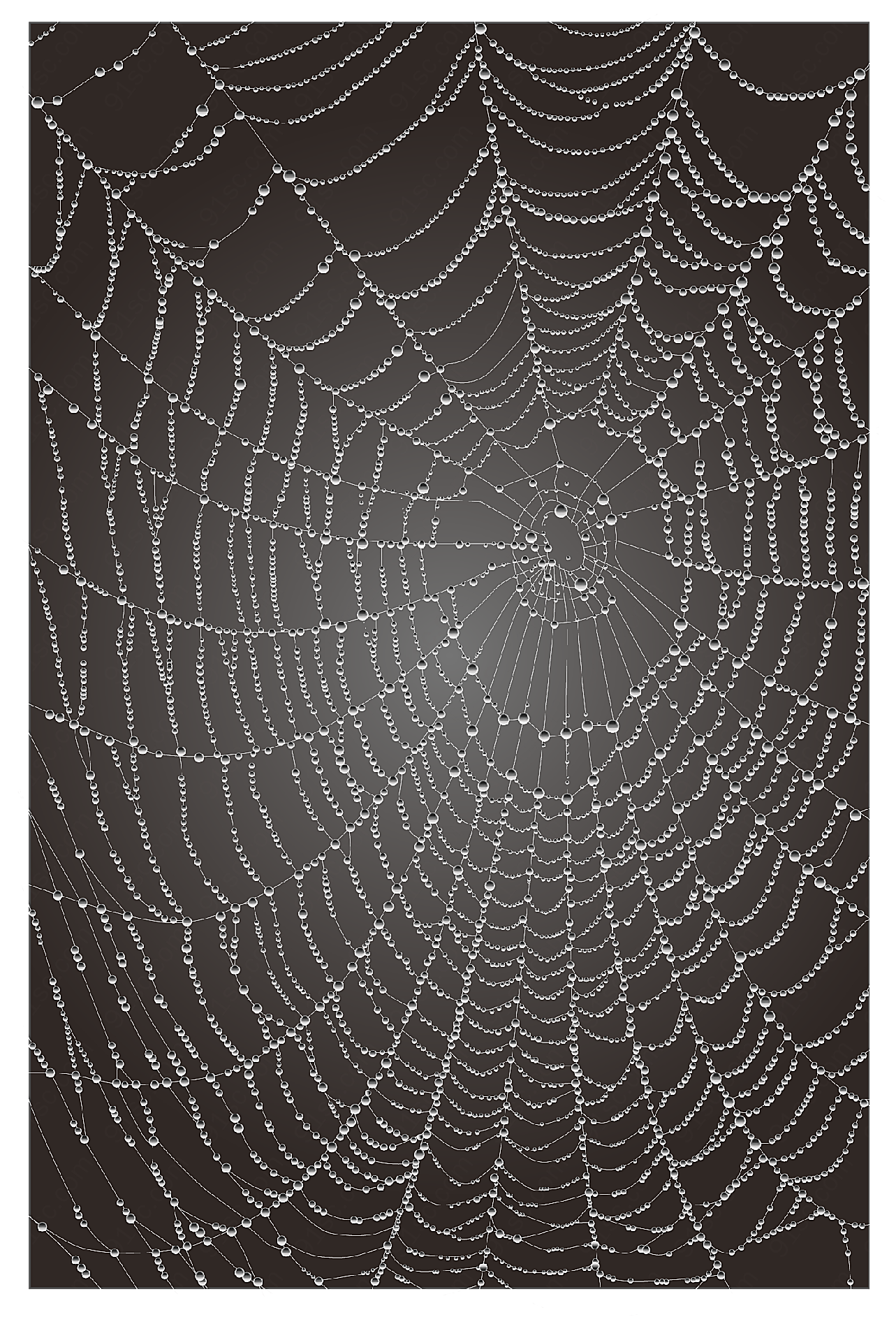 露水的蜘蛛网矢量自然元素