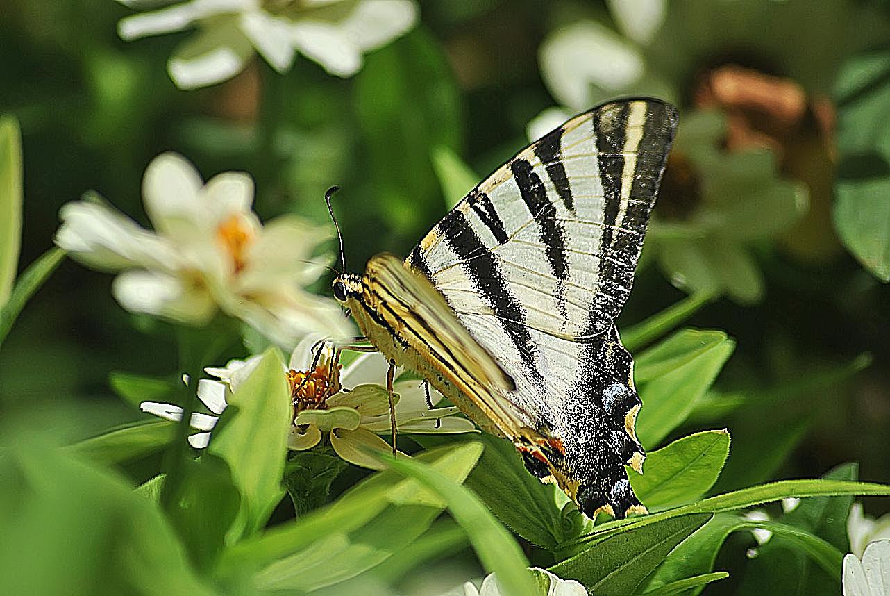 黑白燕尾蝶图片高清摄影