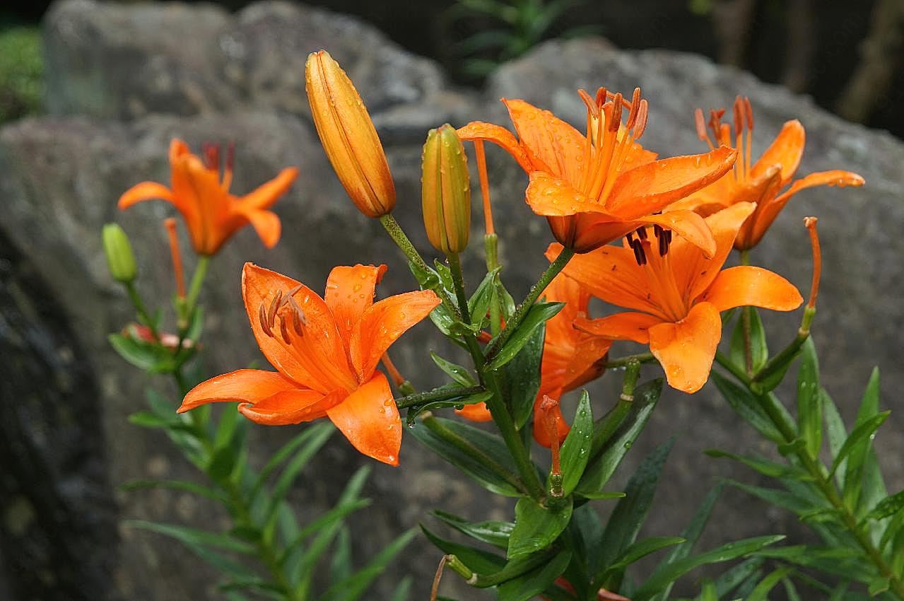 雨后橙色图片百合花
