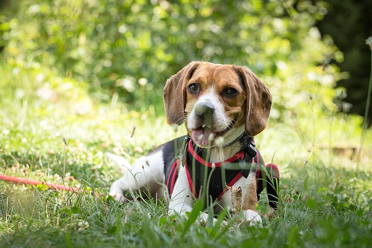 啃骨头的比格犬图片高清摄影