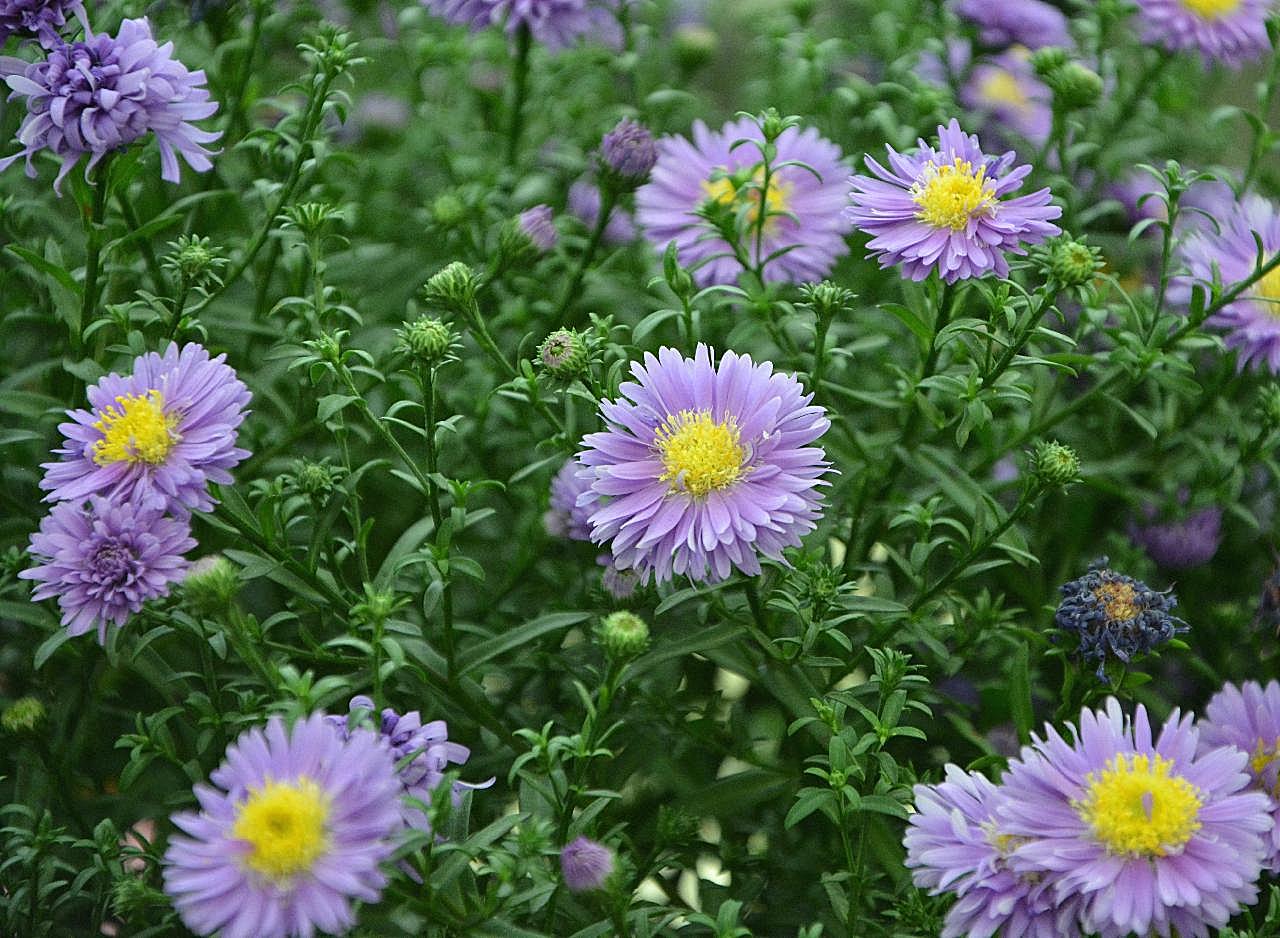 紫罗兰花海图片高清