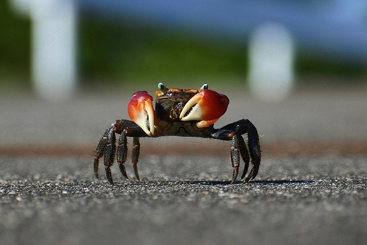 螃蟹照片海洋生物