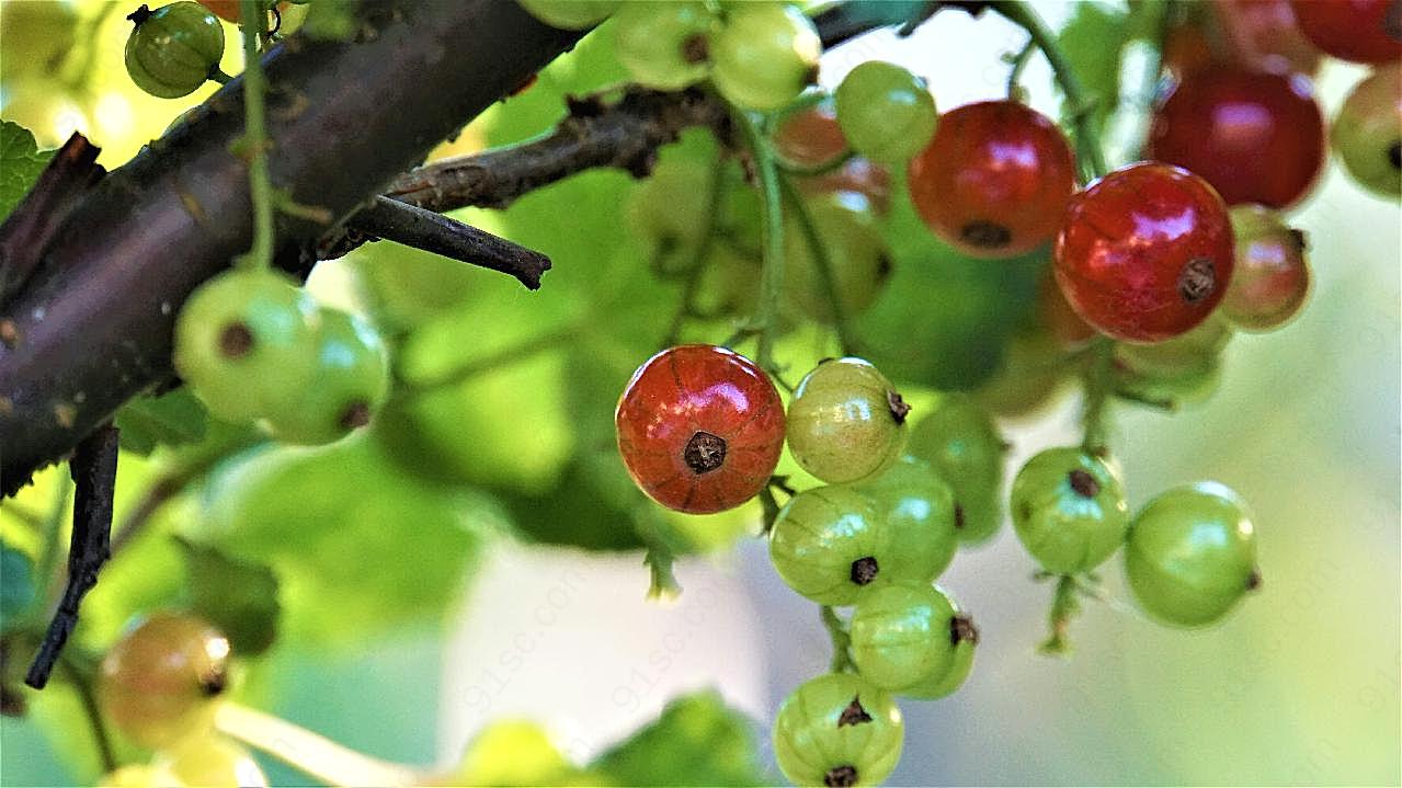 野生浆果摄影图片水果