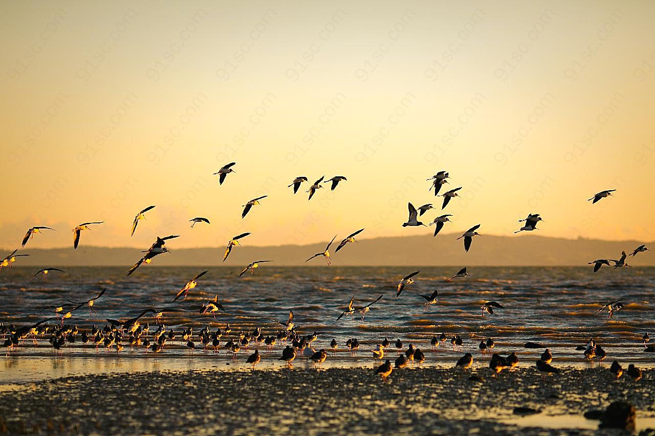 黄昏海边海鸥美景图片飞禽世界