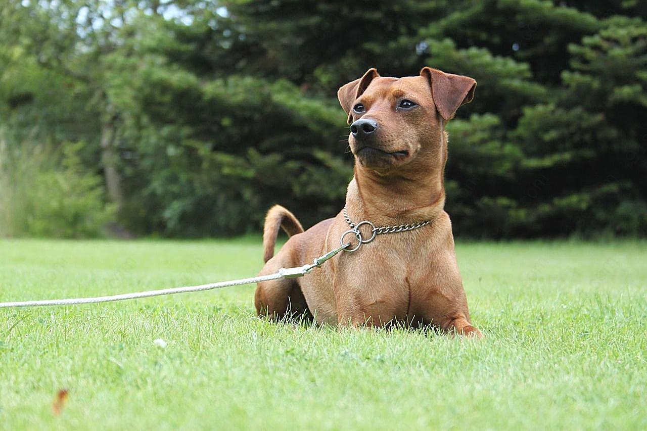 迷你杜宾犬图片狗