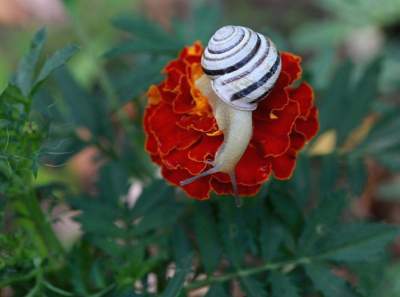 花朵上的小蜗牛图片昆虫