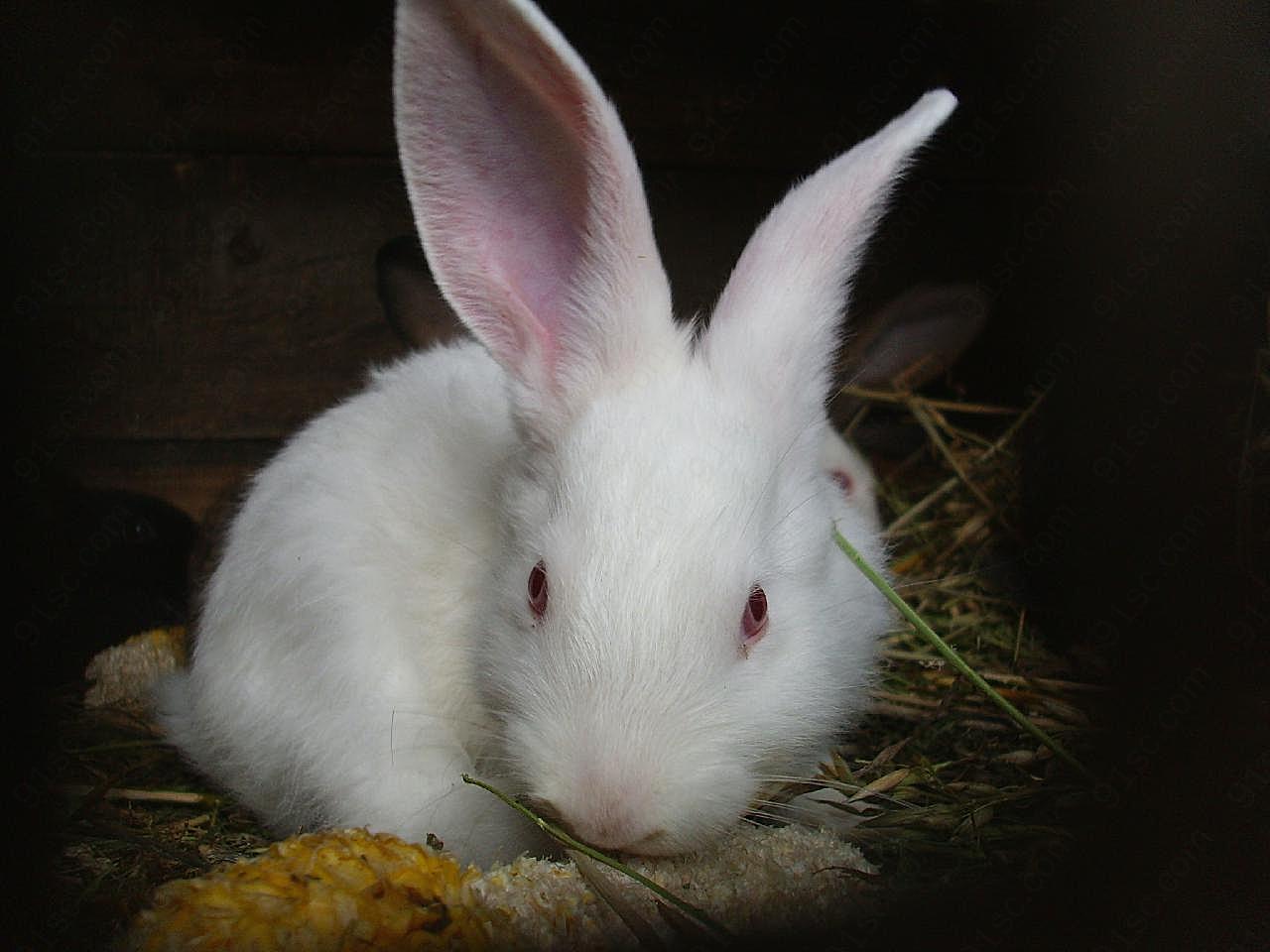 雪白兔子图片高清摄影