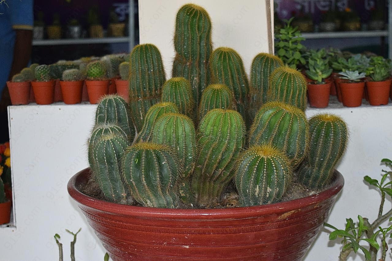 仙人掌盆栽植物图片摄影