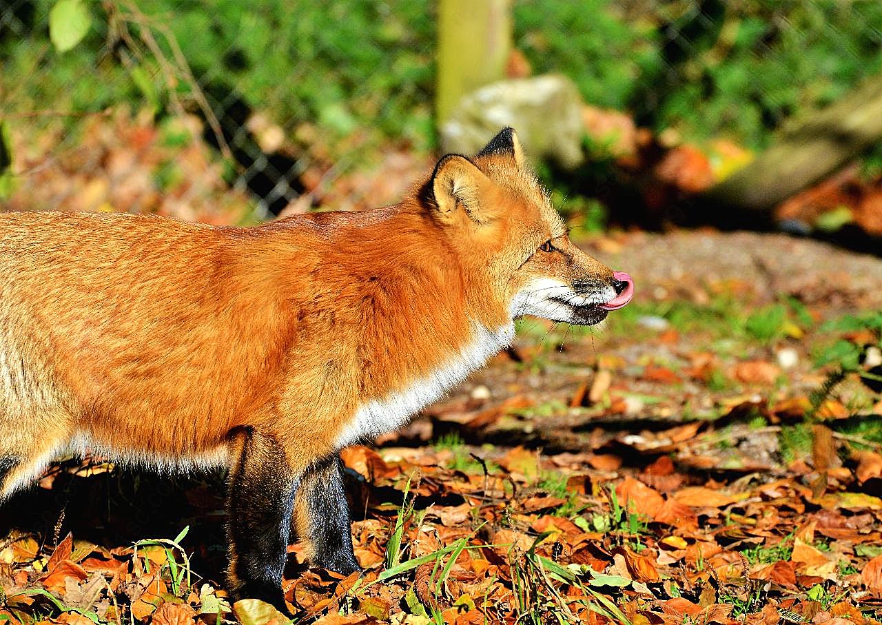 可爱红狐狸图片高清摄影