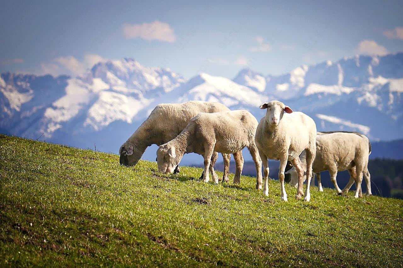 高原羊羔吃草图片摄影