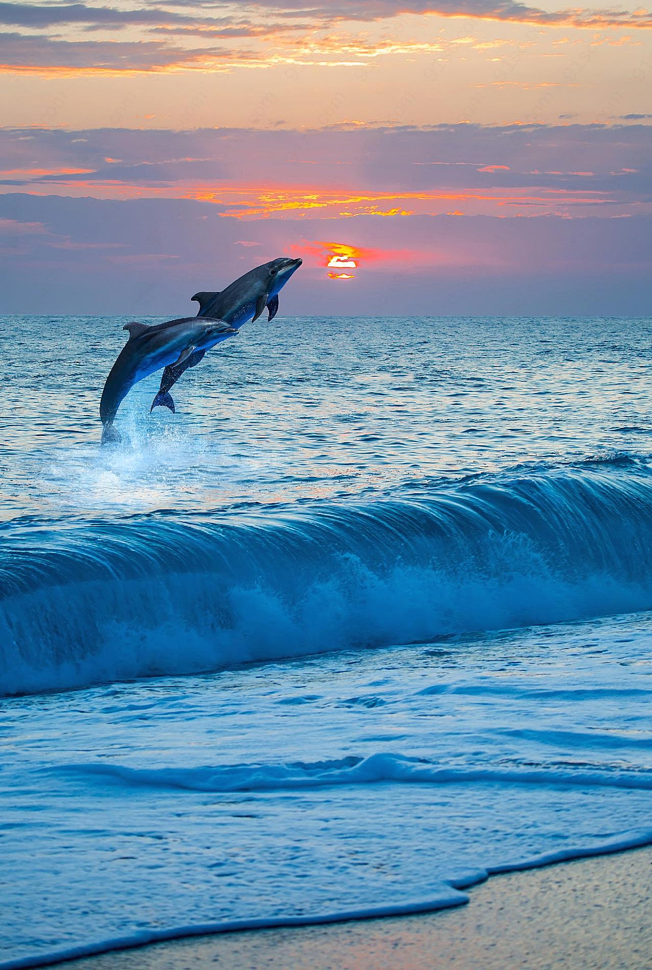 黄昏大海海豚图片摄影高清