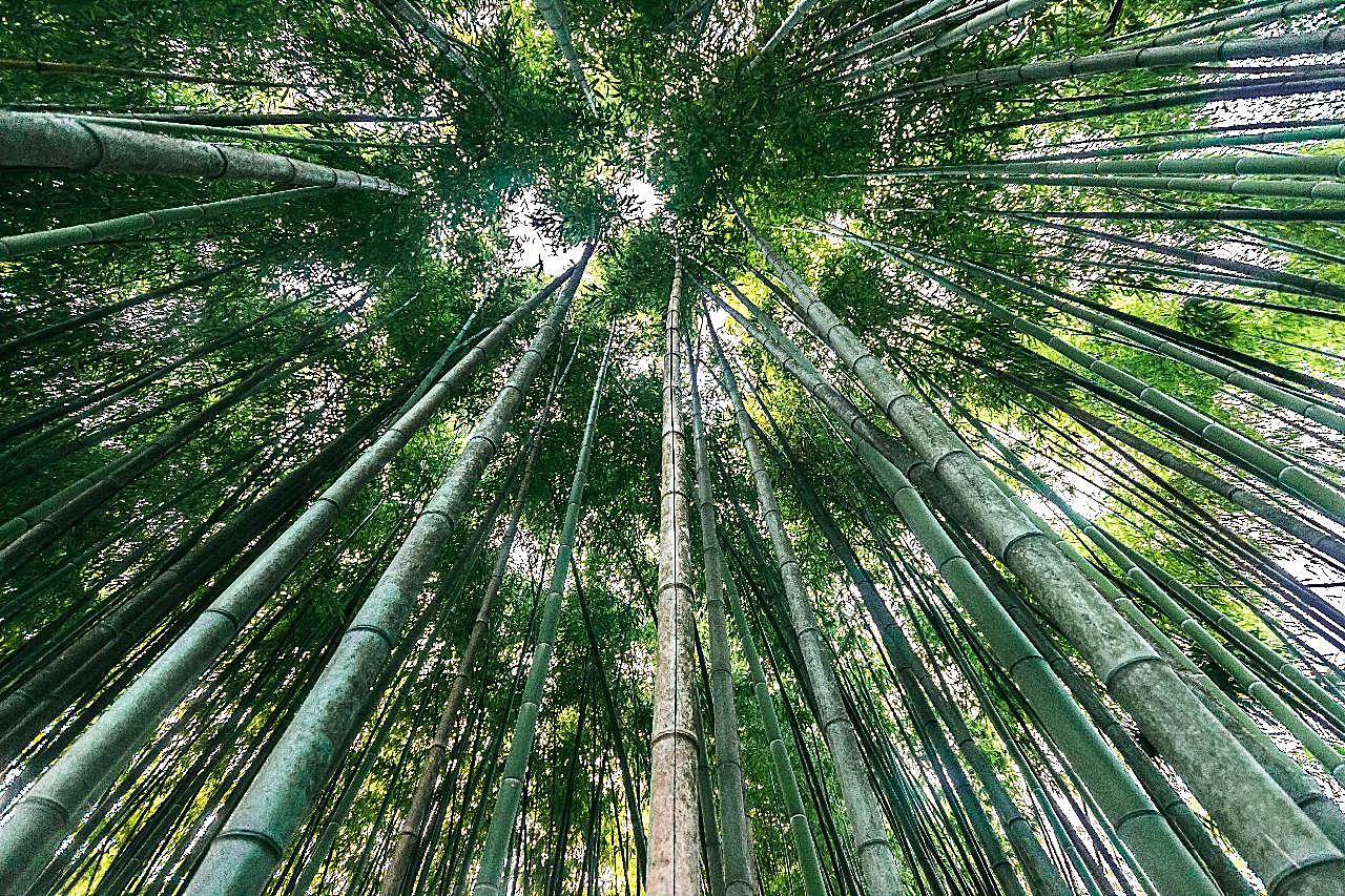 竹子林景观图片树林