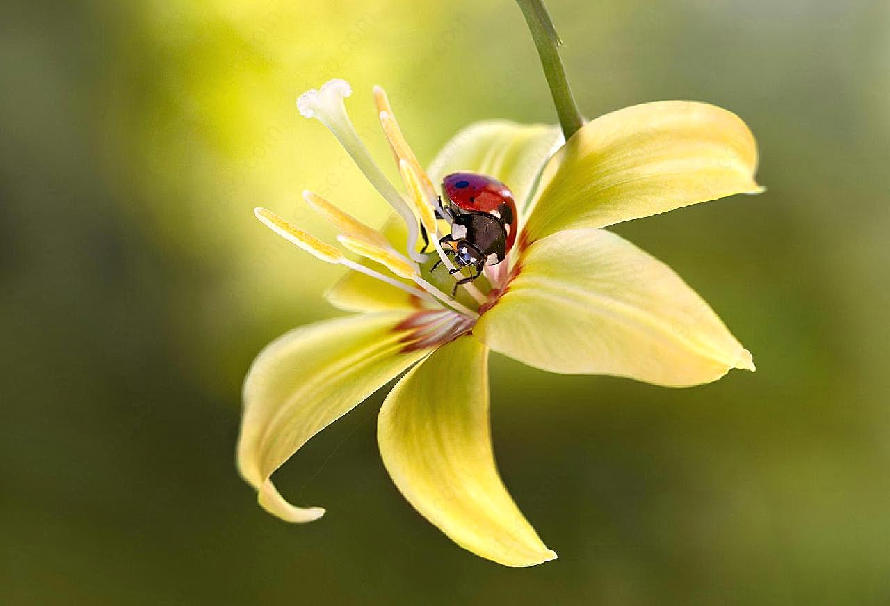 黄花上的瓢虫图片高清摄影