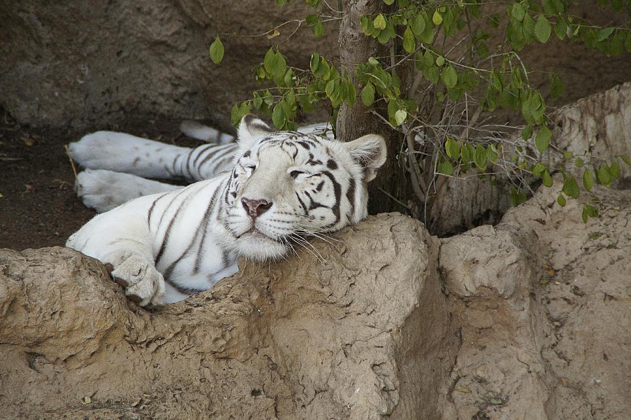 躺着睡觉的白虎图片老虎
