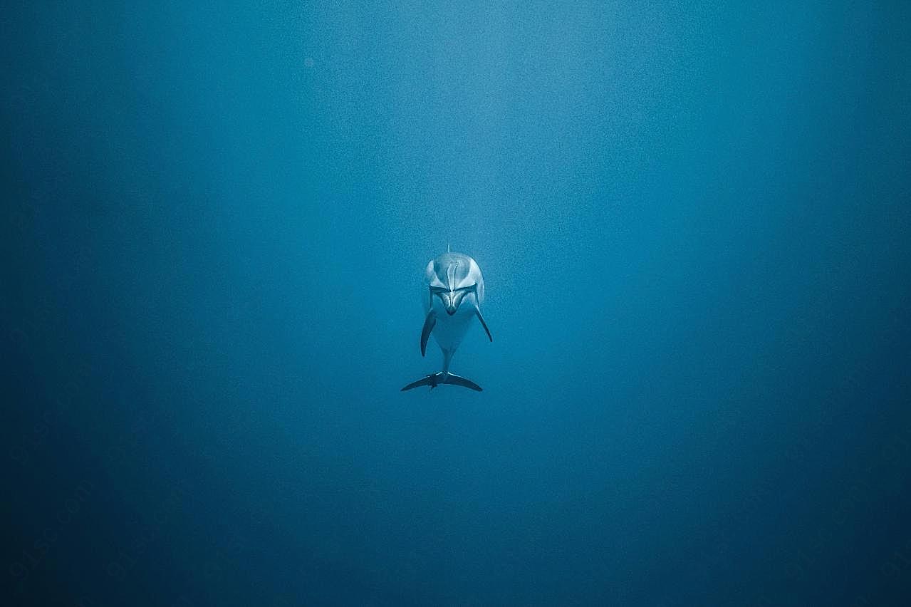 大海可爱海豚图片高清摄影