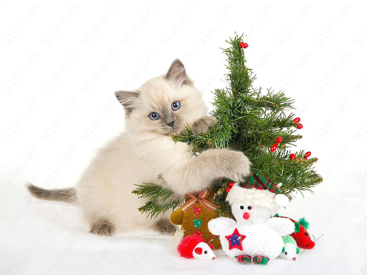 可爱圣诞小图片下载猫