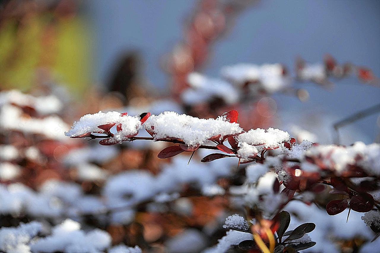 初雪图片高清