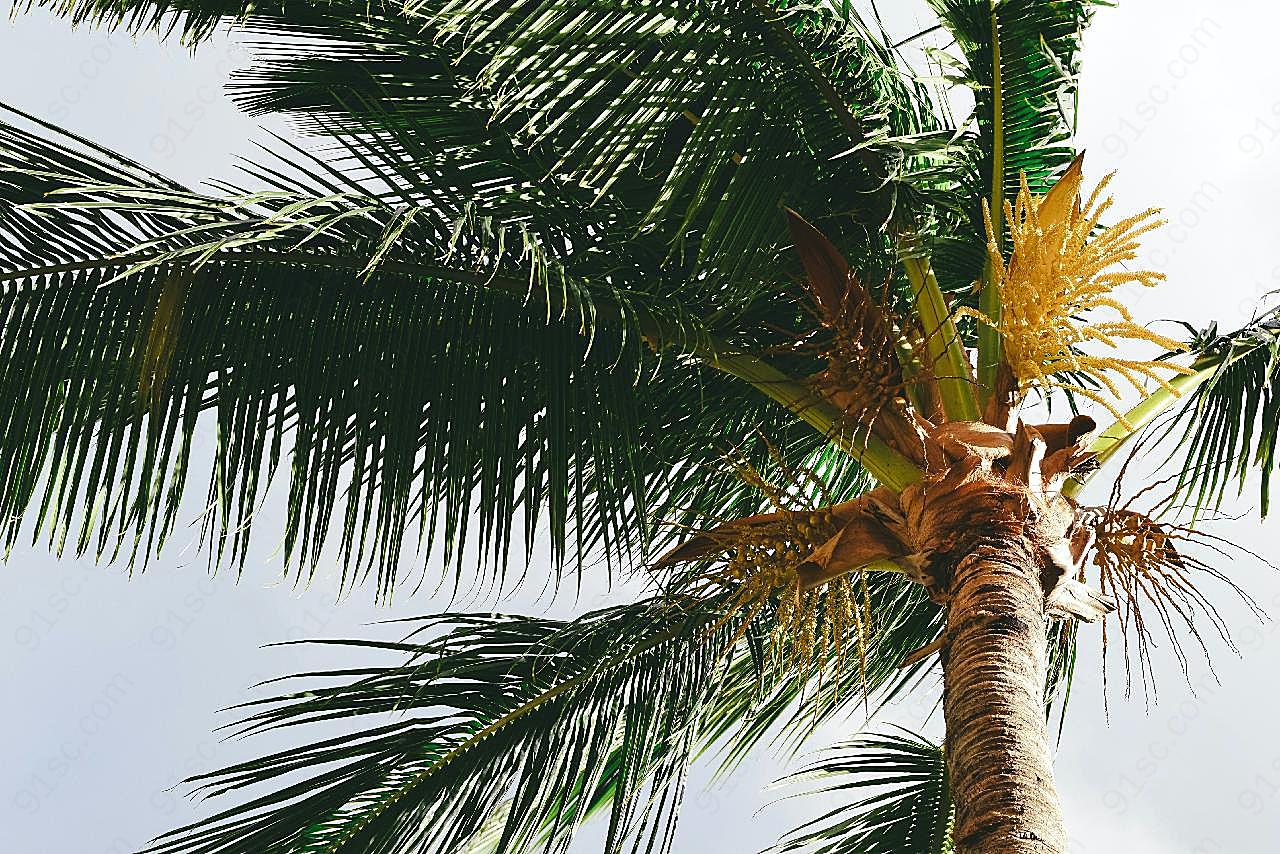 茂盛的棕榈树图片摄影