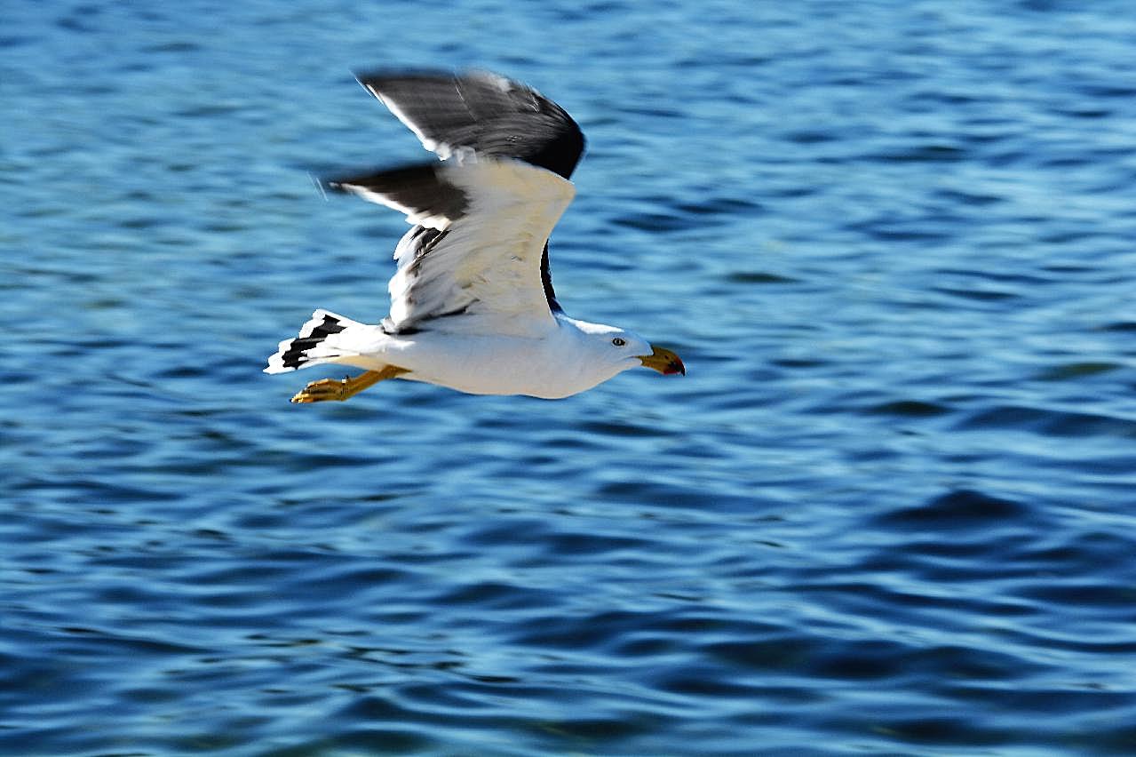 飞越大海的海鸥图片高清