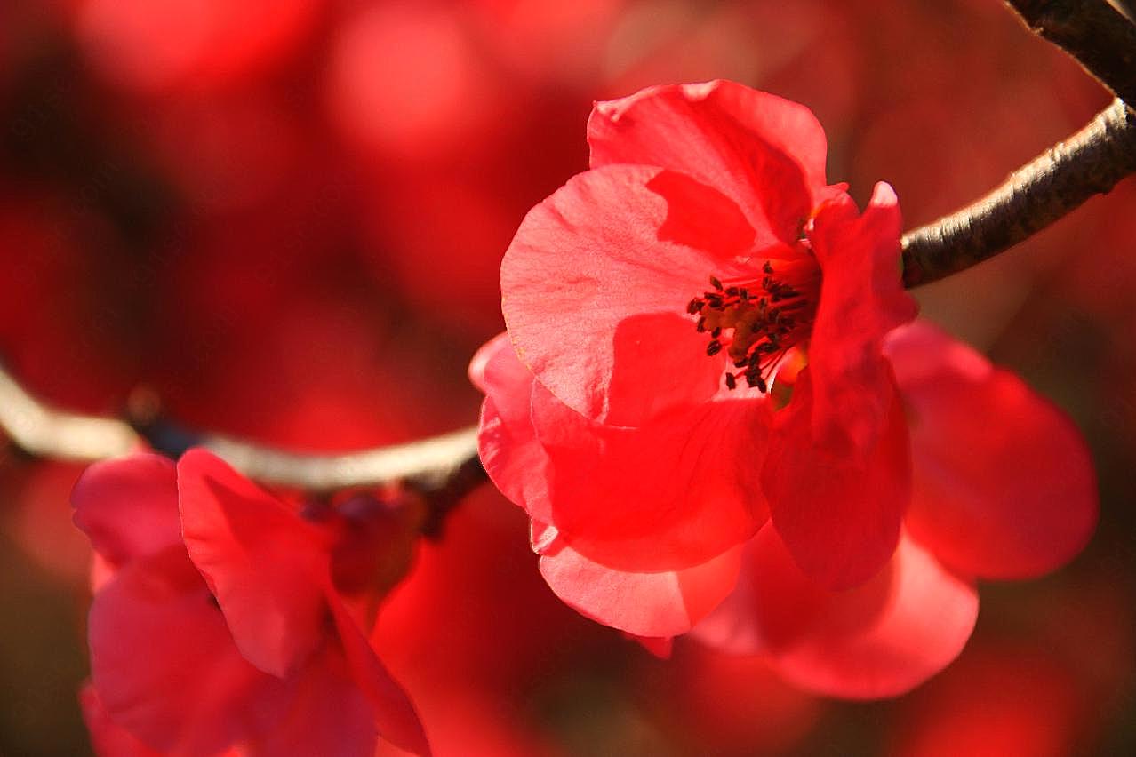 日本海棠图片海棠花