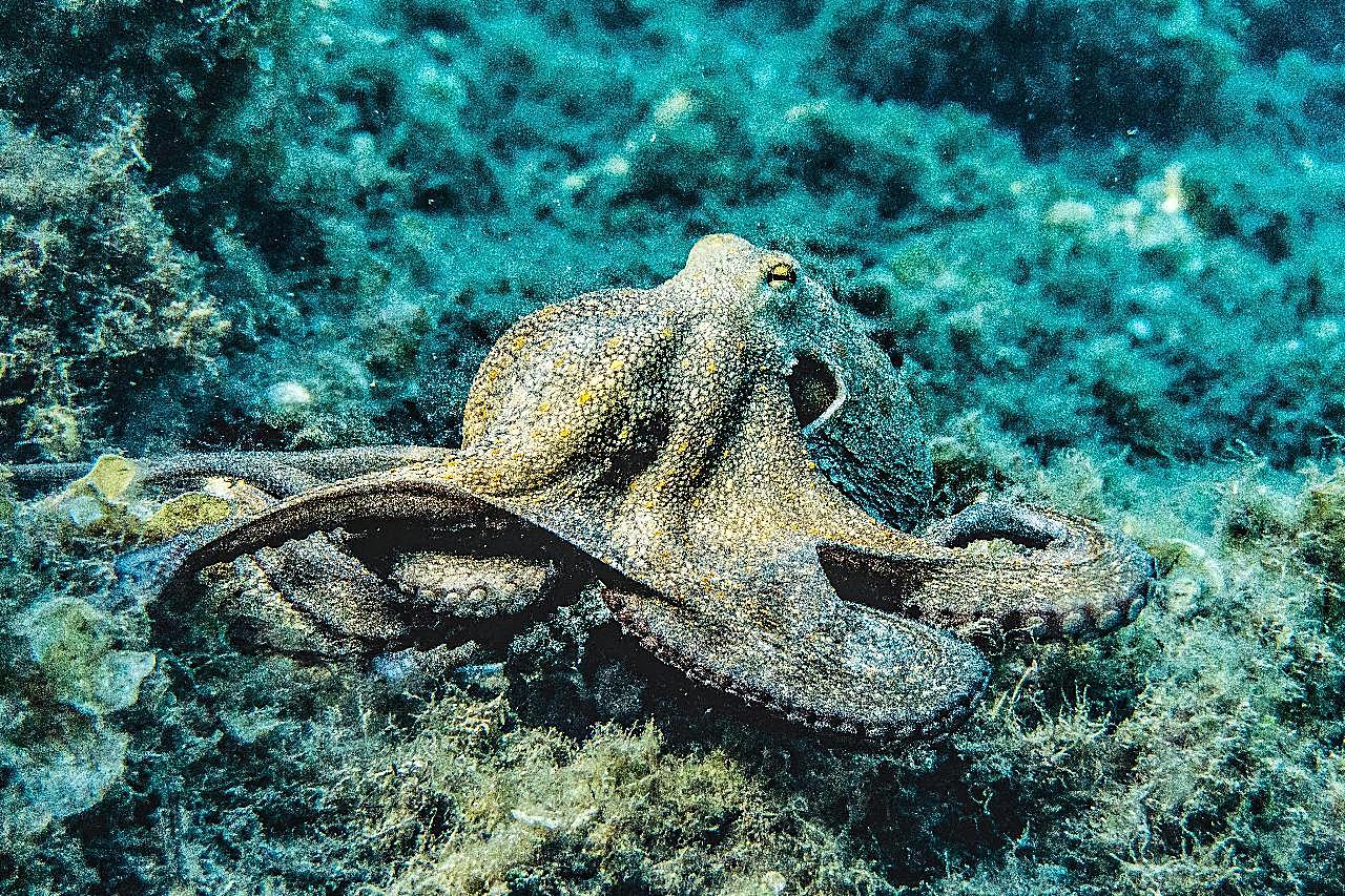 海底大章鱼图片高清摄影