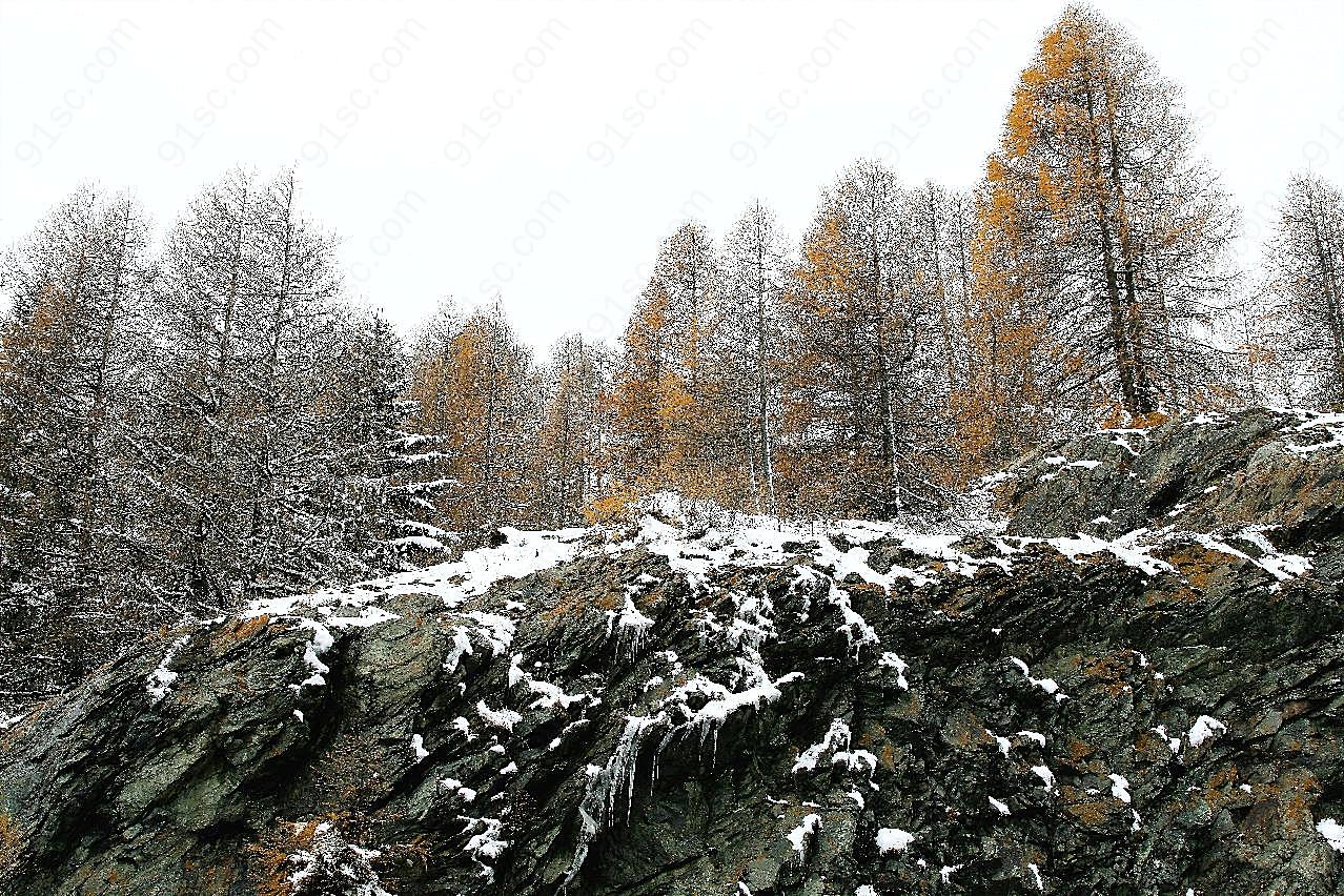 森林雪松风景图片高清