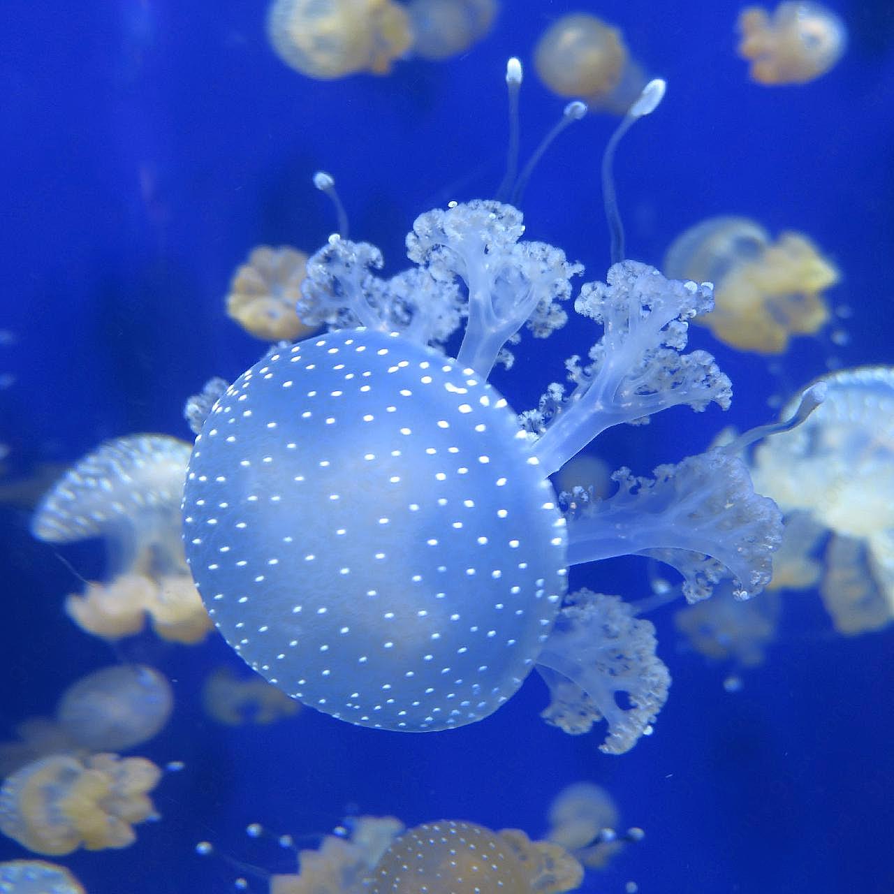 半透明水母图片海洋生物