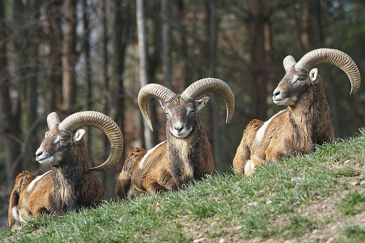 野生欧洲盘羊图片动物图片