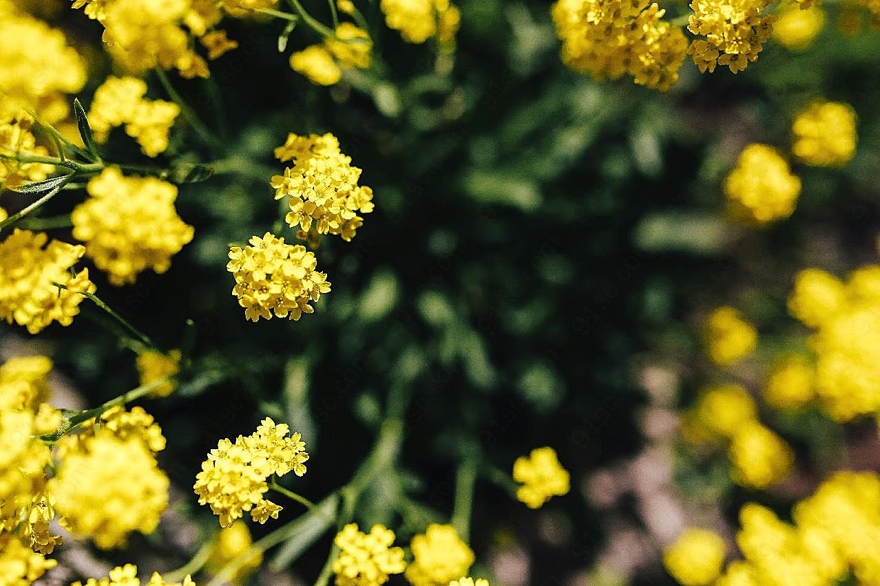 盛开的小黄花生物世界