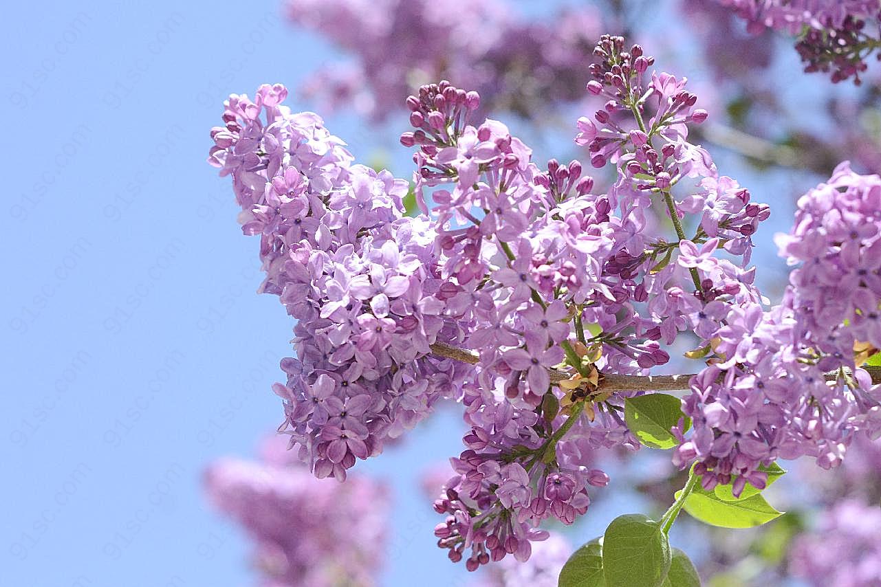春天紫图片高清摄影