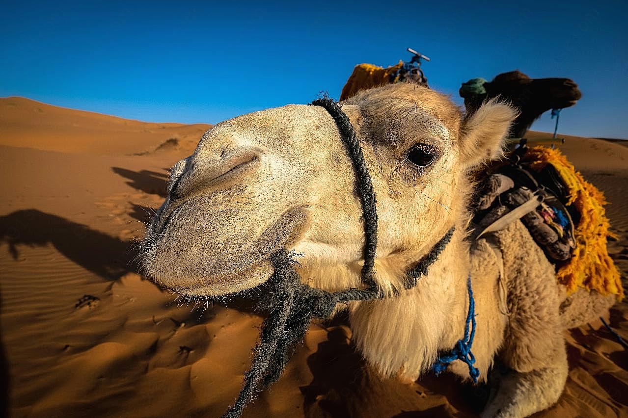 新疆骆驼头部特写图片动物图片