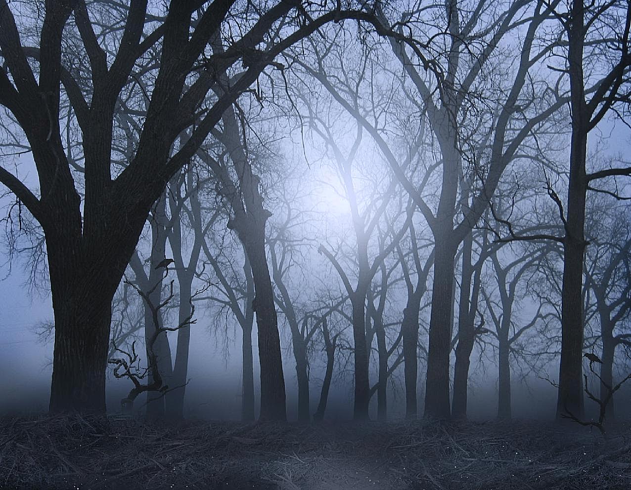 黑夜图片树林