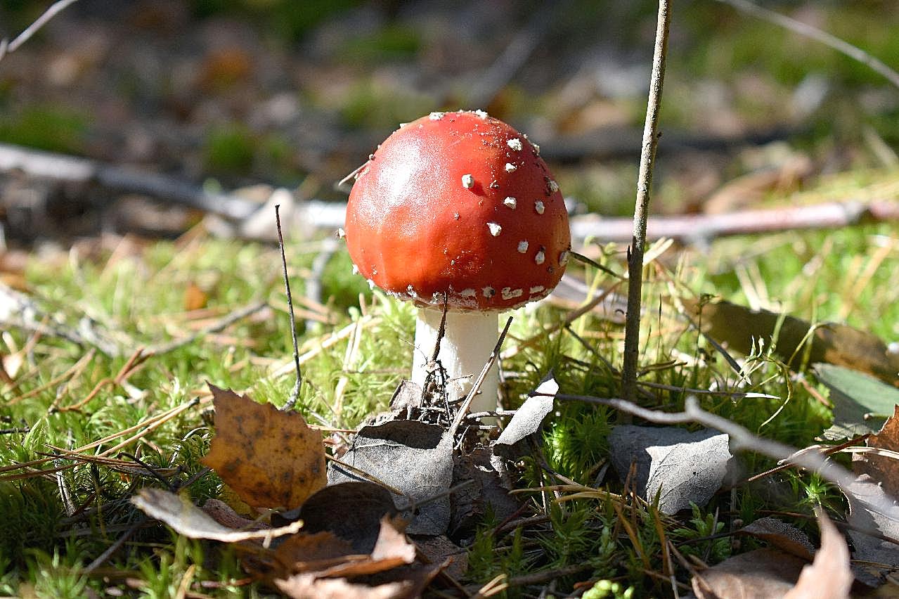 小鹅膏菌菇图片蘑菇