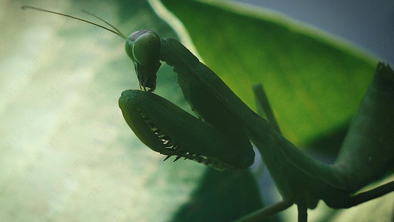 螳螂局部图片昆虫