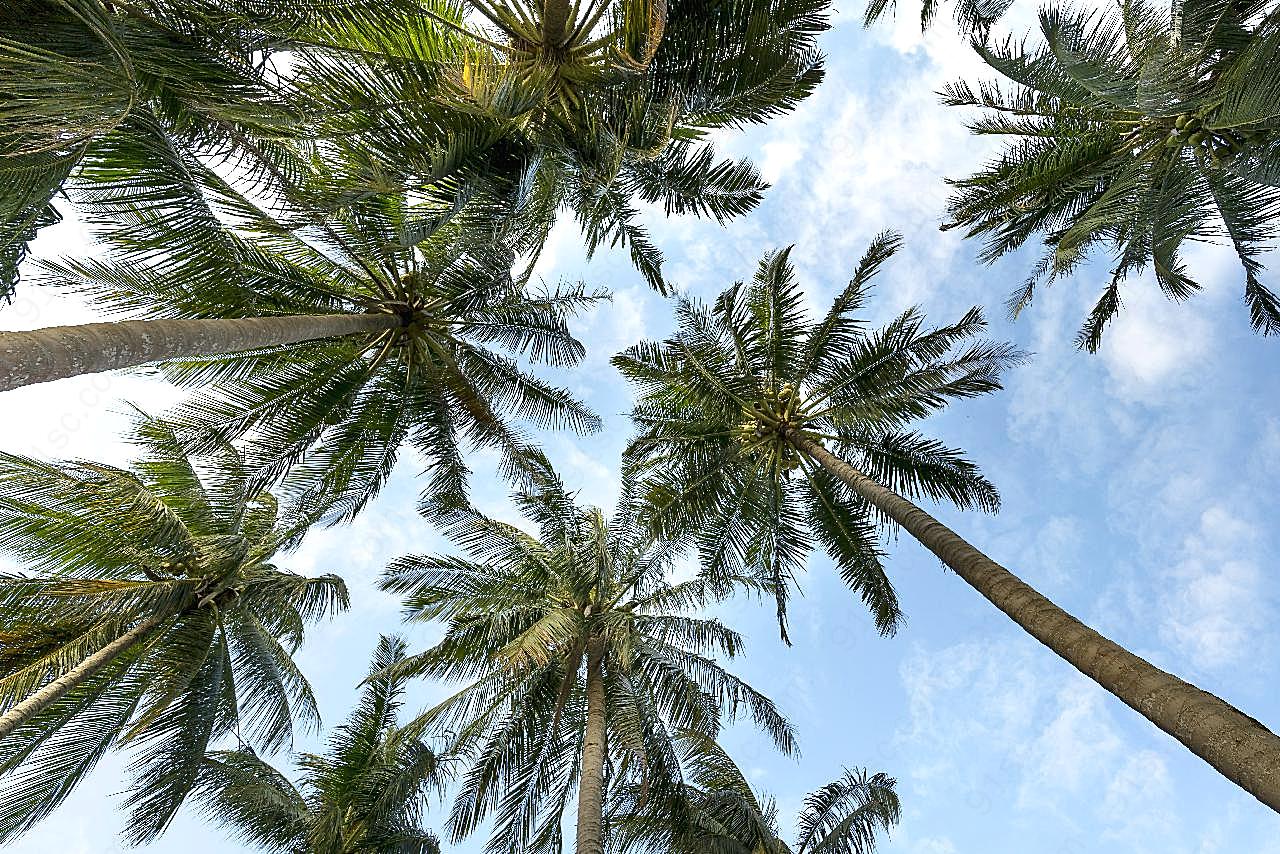 棕榈树俯瞰图片树林