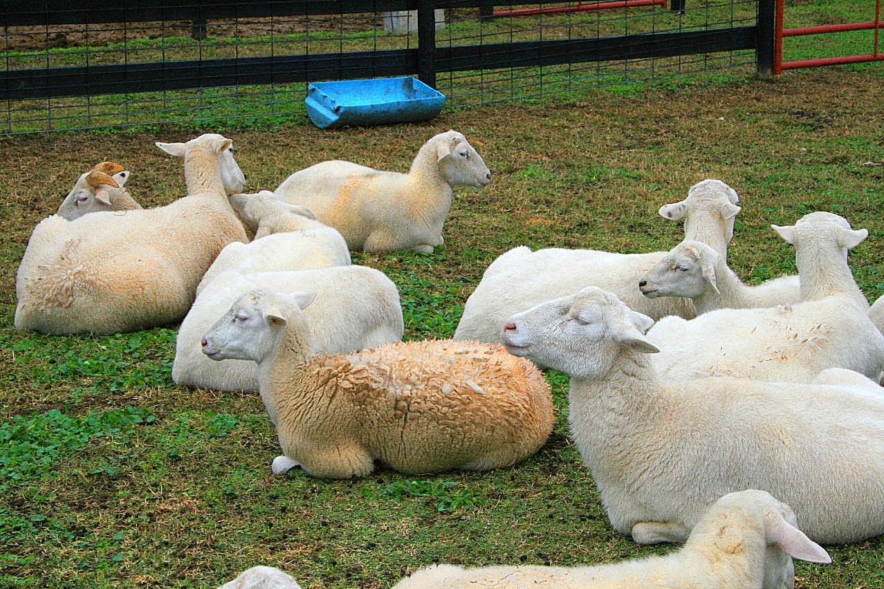 农场绵羊群图片动物图片