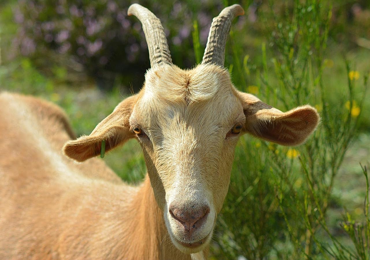 比利时山羊图片动物图片