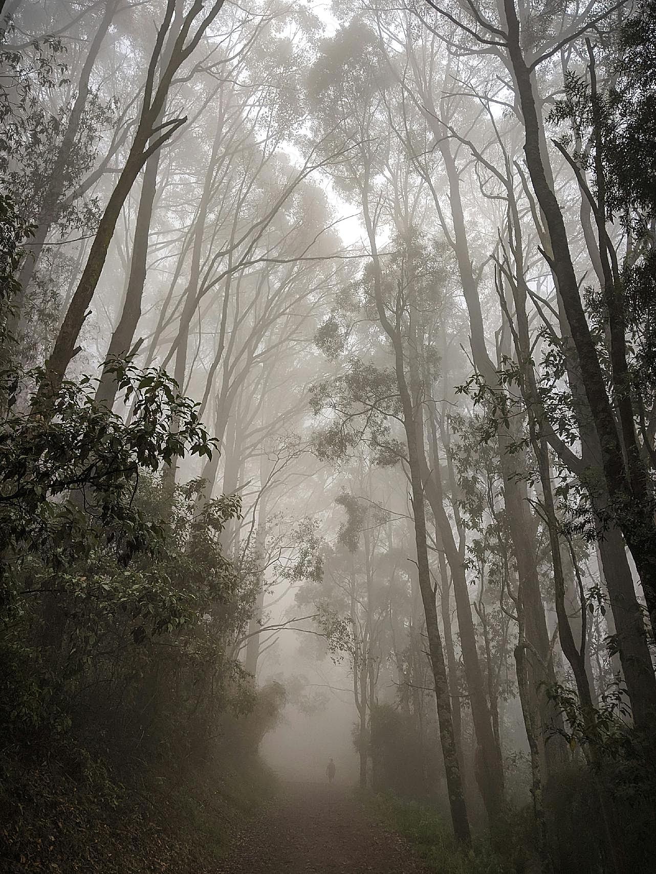 迷雾风景图片自然