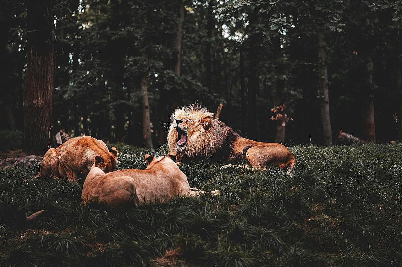 三只野生狮子图片动物图片