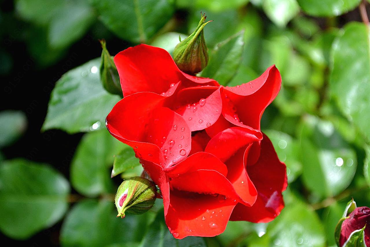 艳丽红玫瑰图片高清摄影