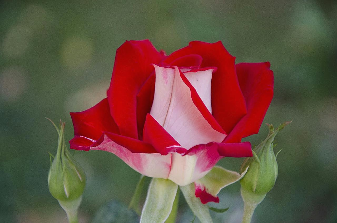 美丽红玫瑰图片玫瑰花
