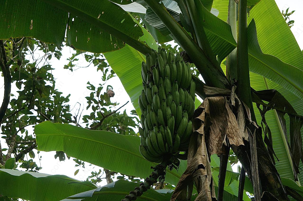 香蕉树香蕉串图片生物