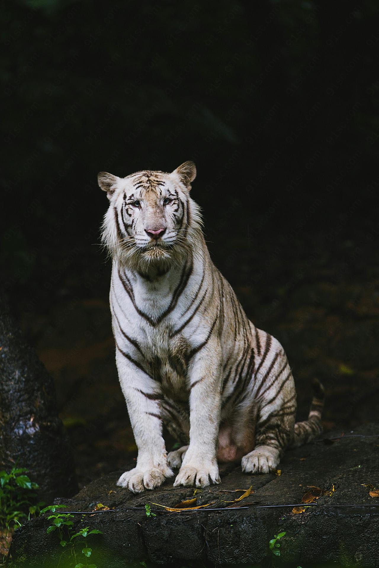 孟加拉白虎图片动物图片