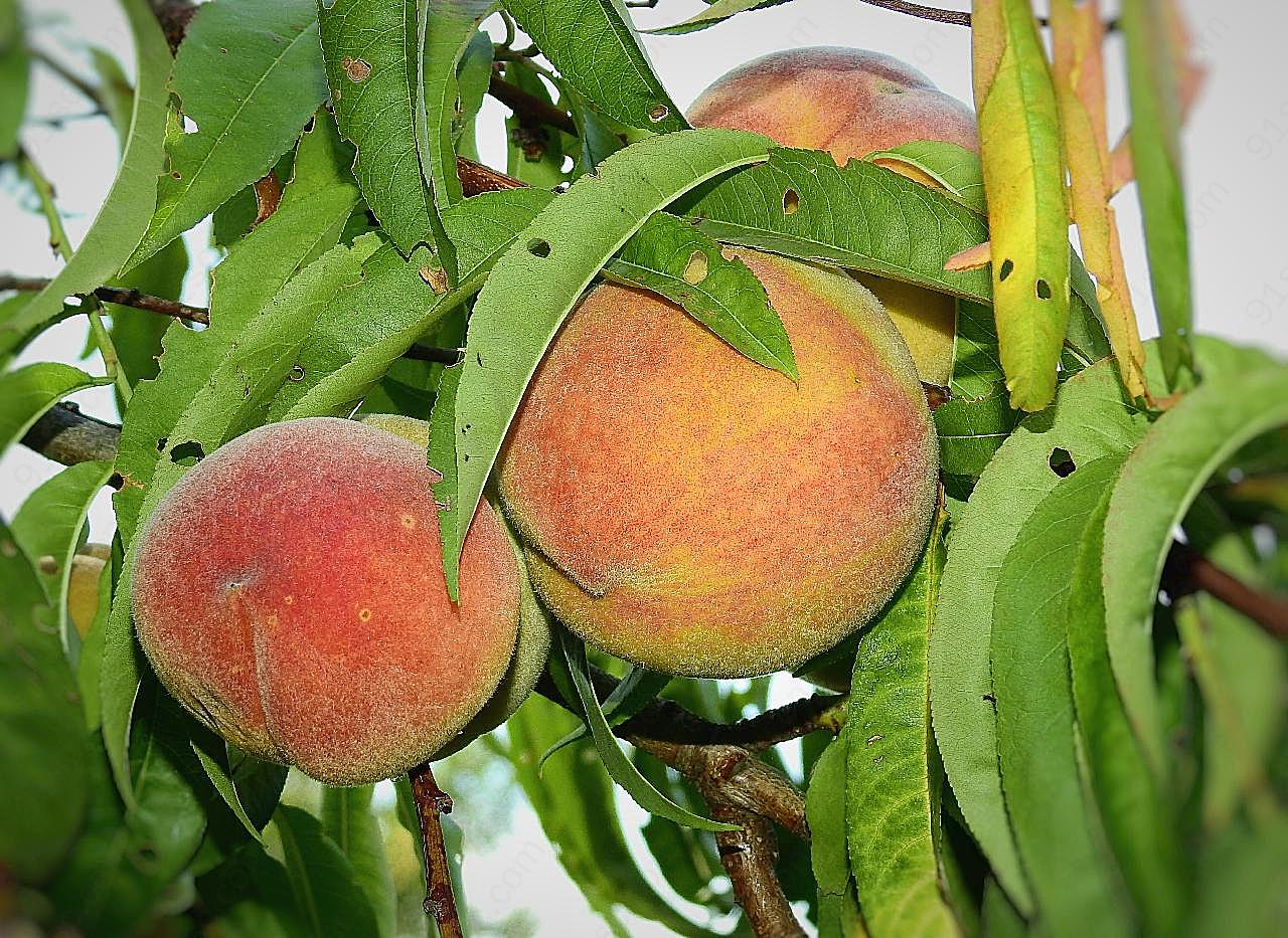 树上新鲜桃子图片生物摄影