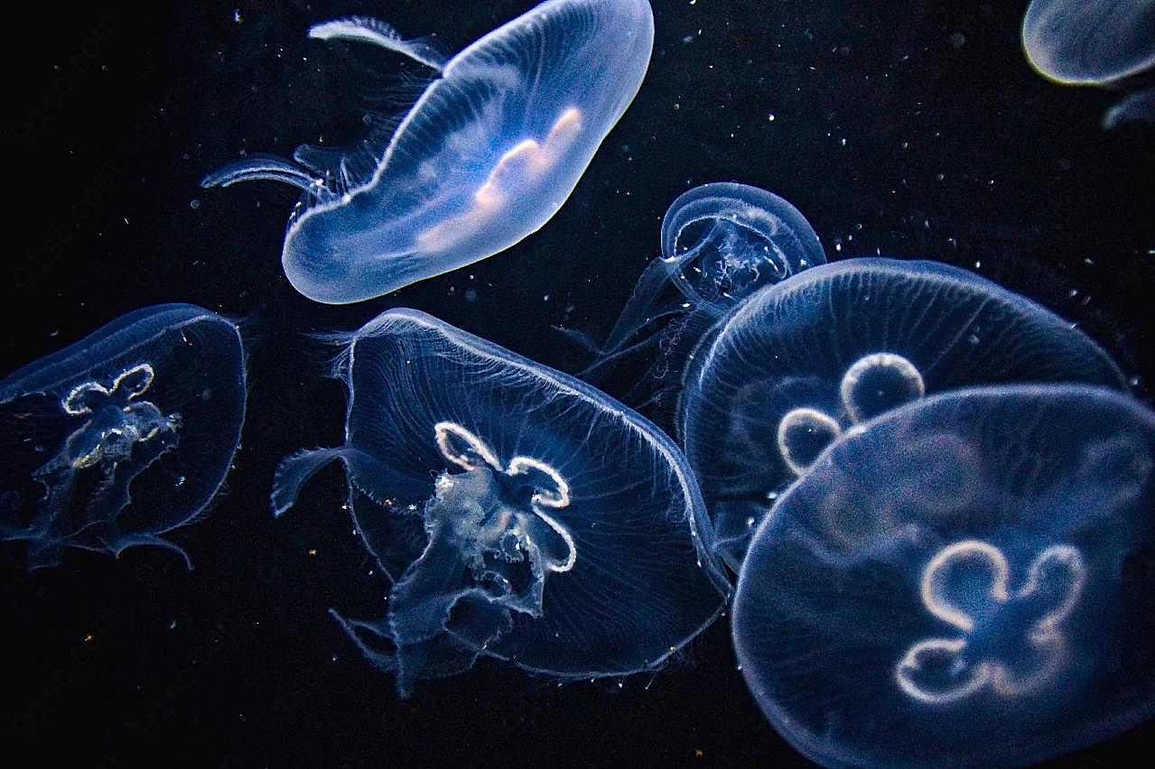 水族馆海蜇观赏图片摄影高清