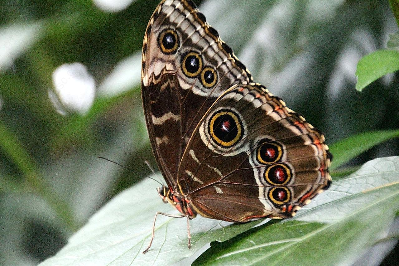 黑眼斑纹图片蝴蝶