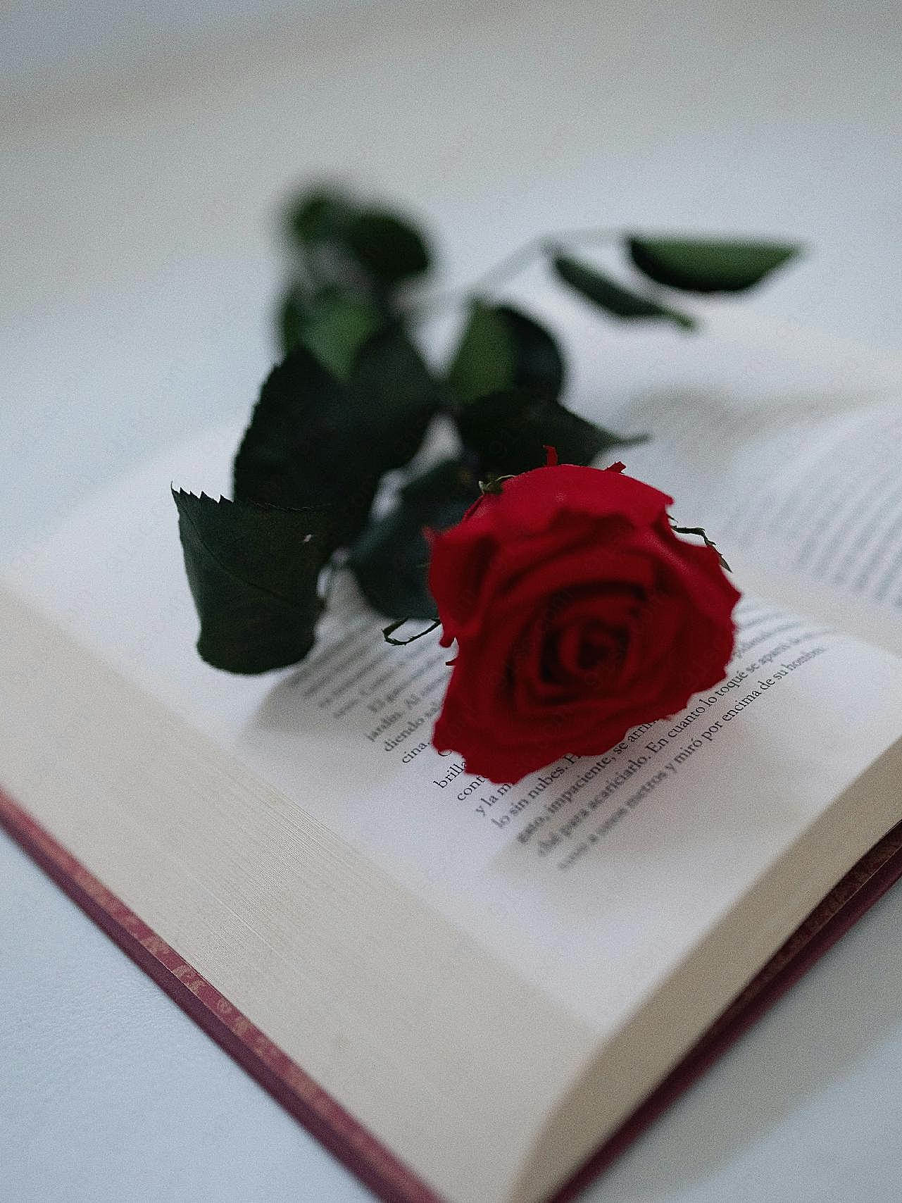 书本上的一朵图片玫瑰花